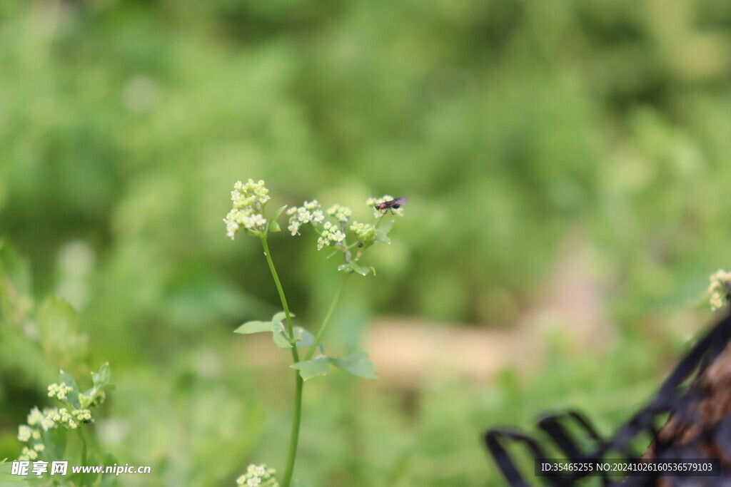 草