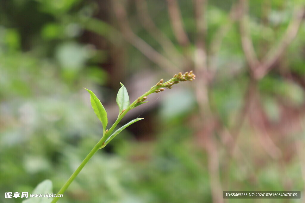 植物