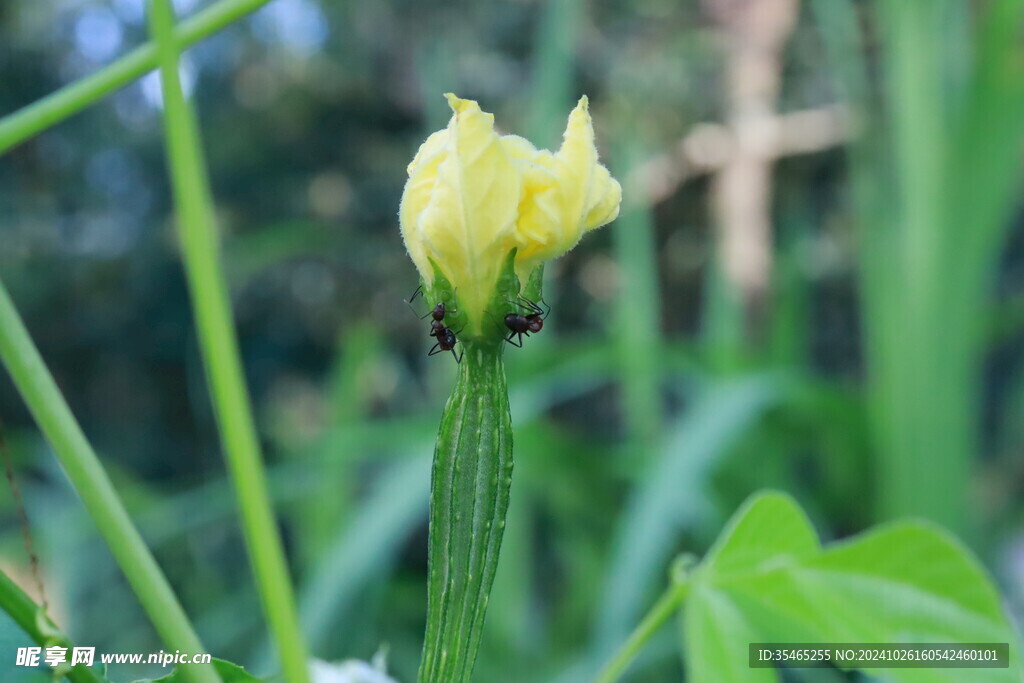 丝瓜花