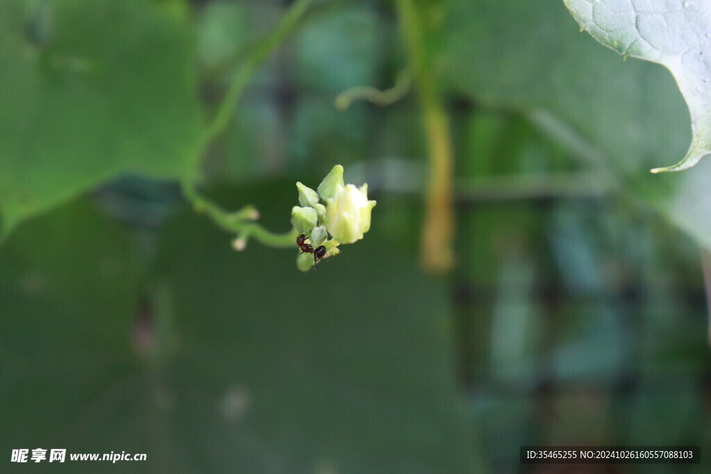 丝瓜花