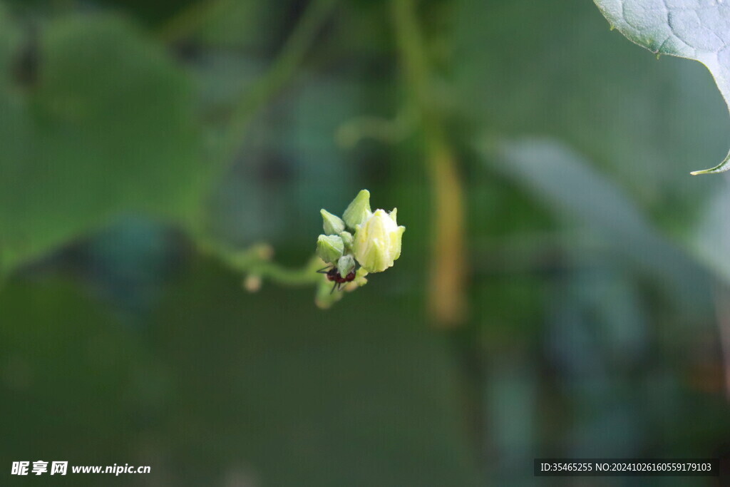 丝瓜花