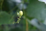 丝瓜花