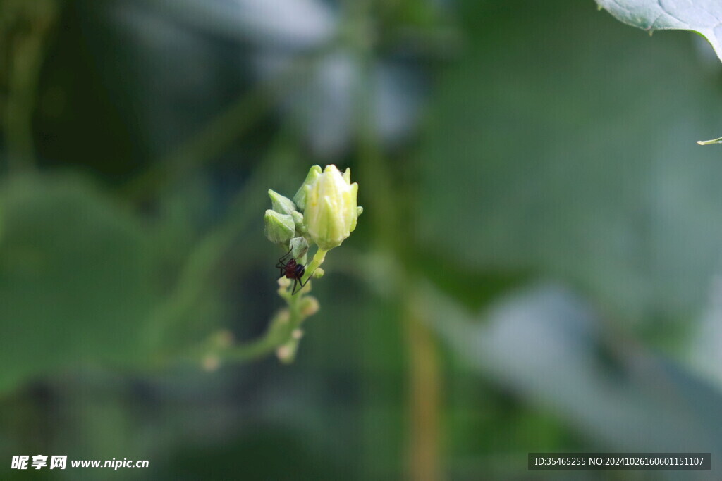 丝瓜花