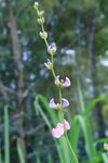 菜花