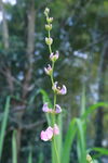 菜花