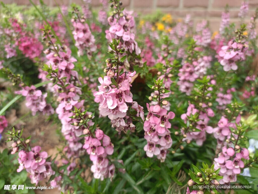 花草