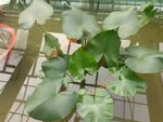 山芋