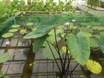 山芋