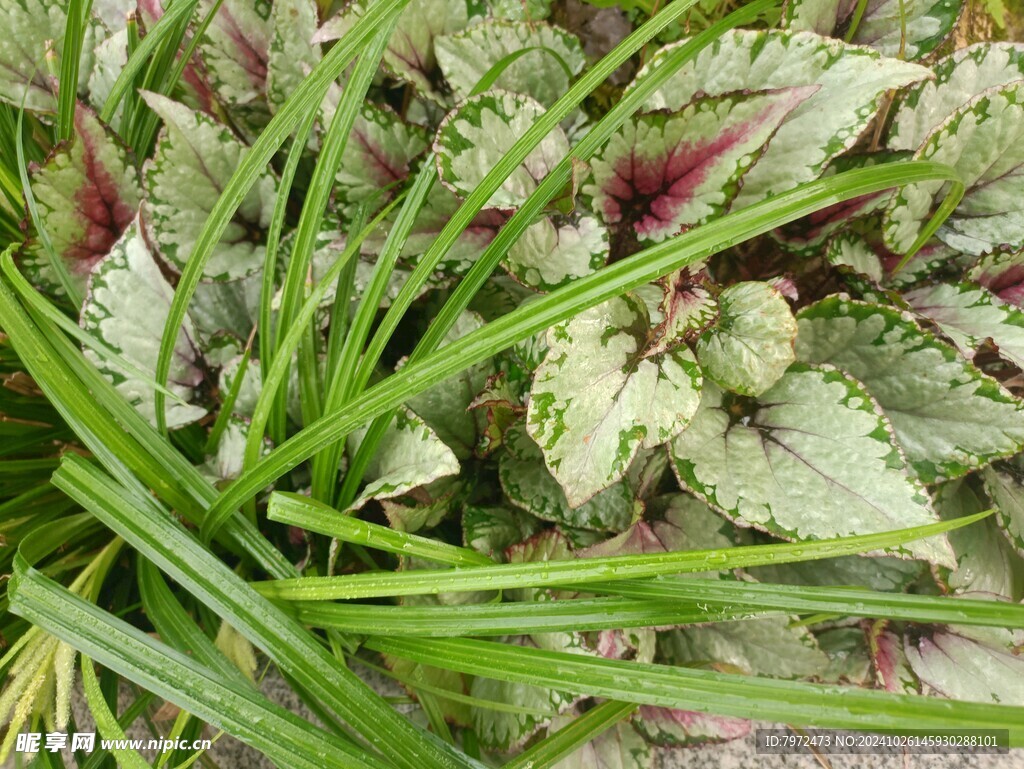 花草