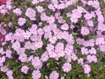 蝴蝶花