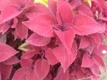 花草