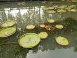 睡莲