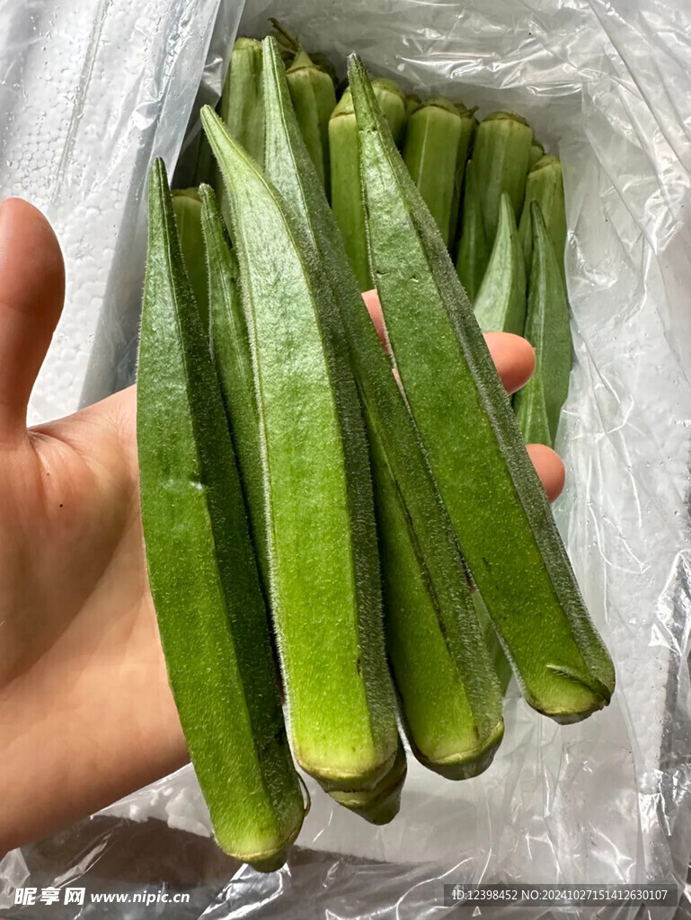 秋葵