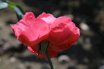 月季花 