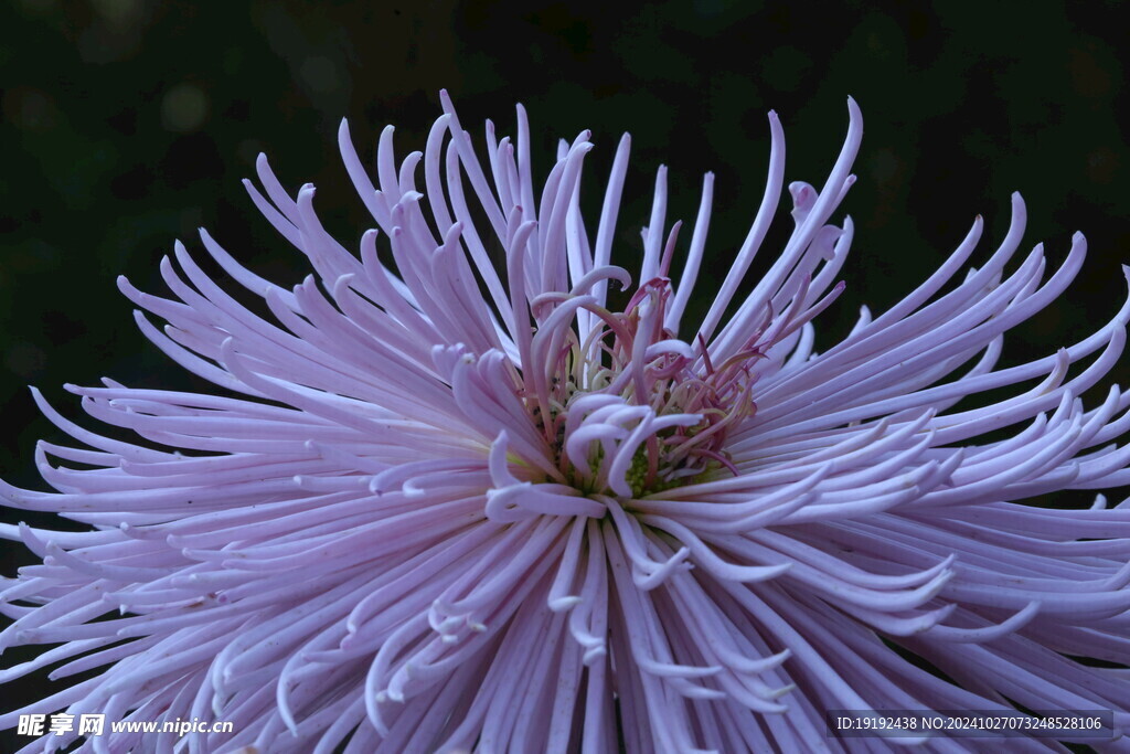菊花 
