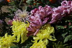 菊花  