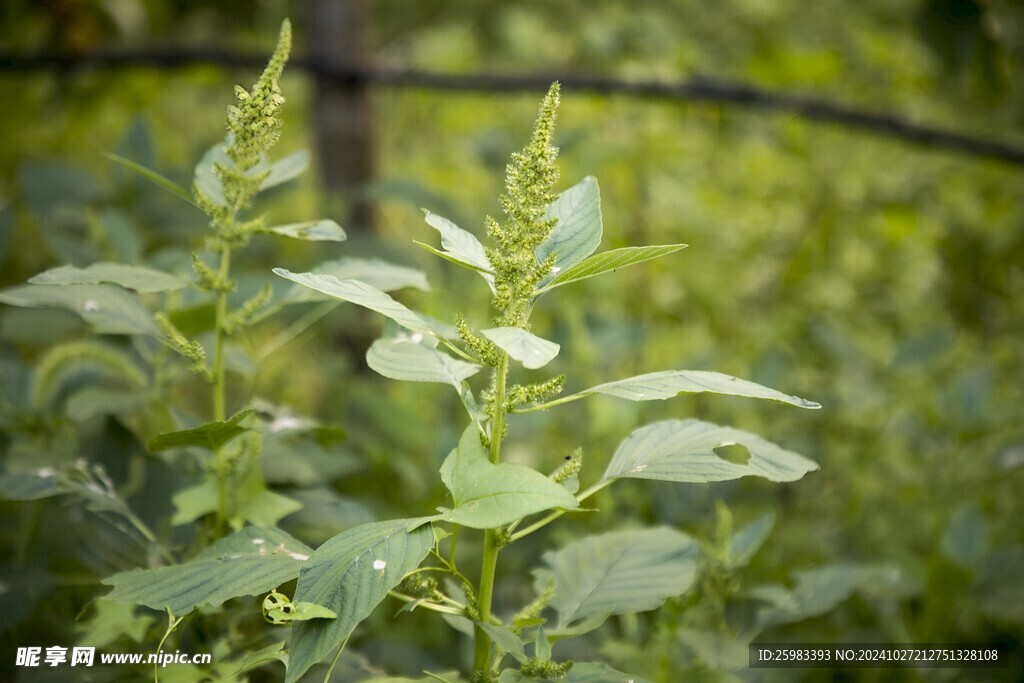 野草