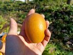 沙梨