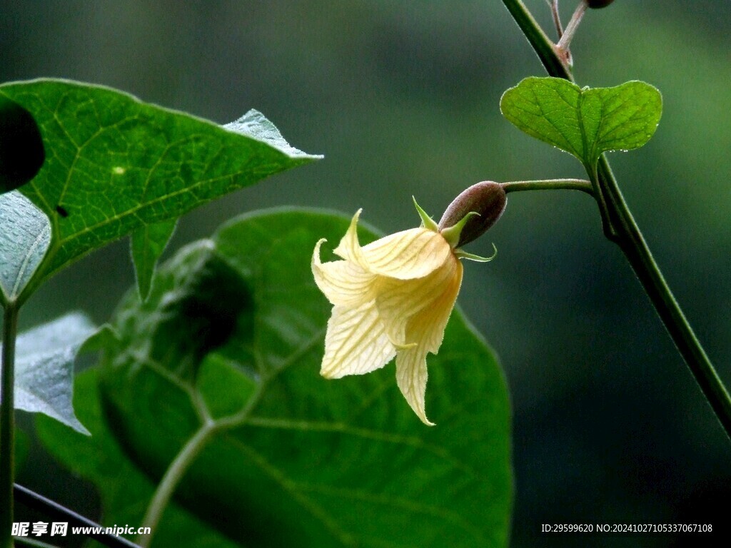 茄子花  