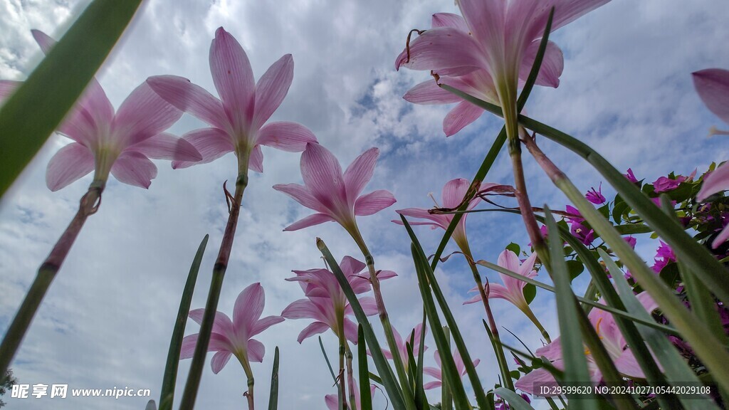 水仙花 