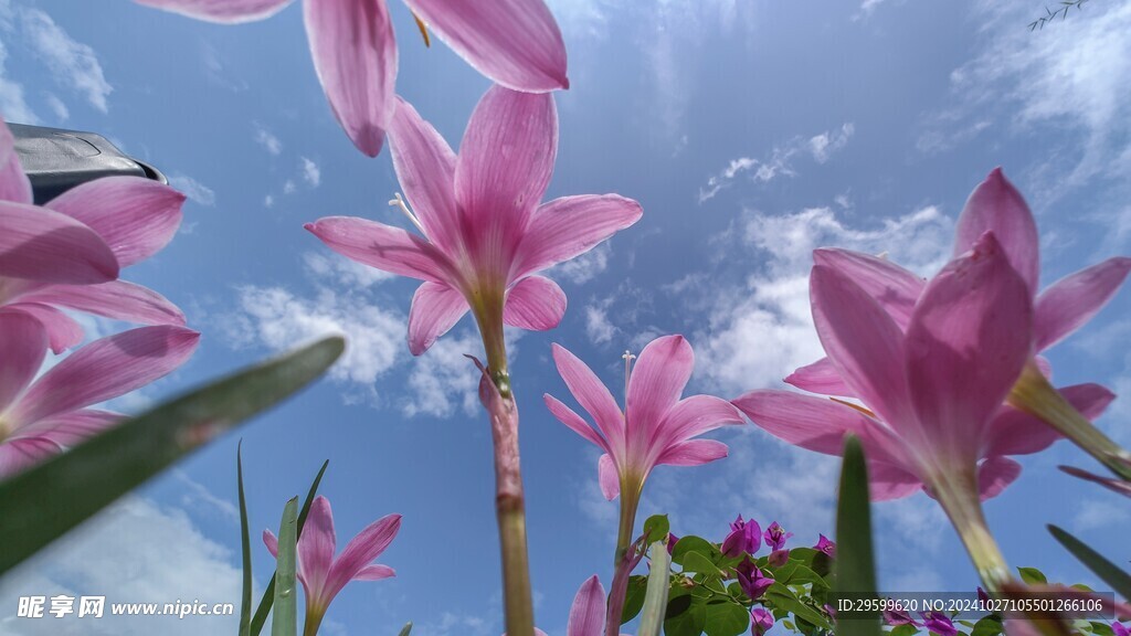 水仙花  