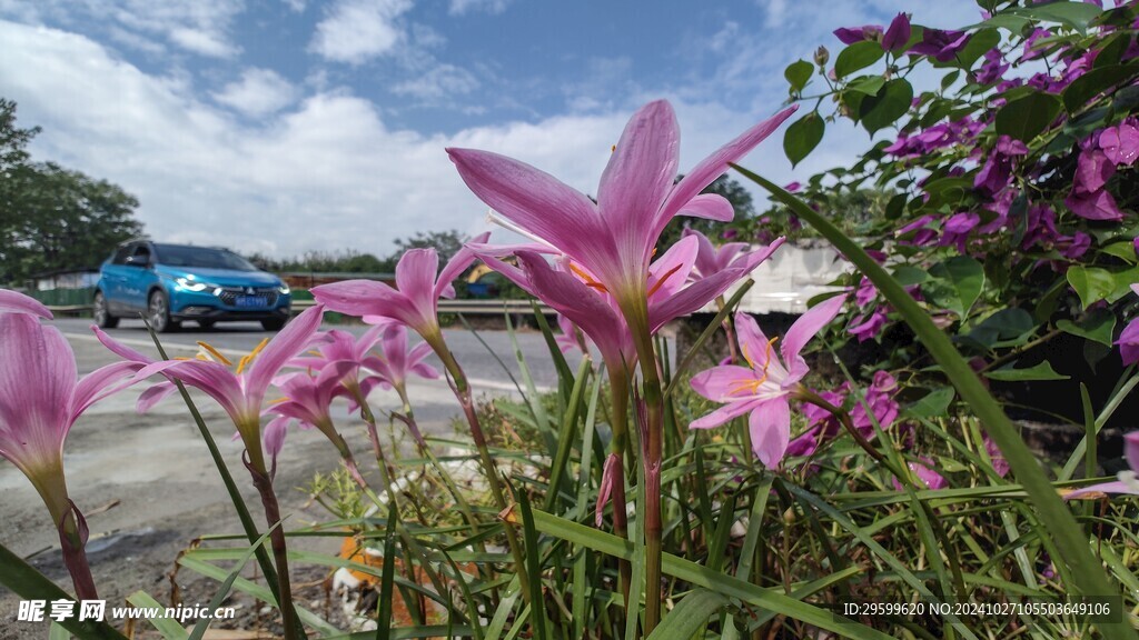 水仙花  
