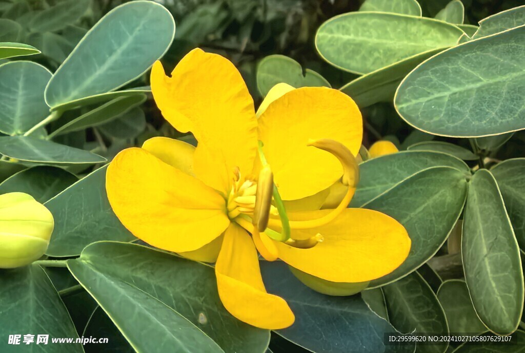 黄槐决明花  