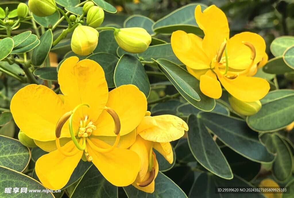 黄槐决明花 