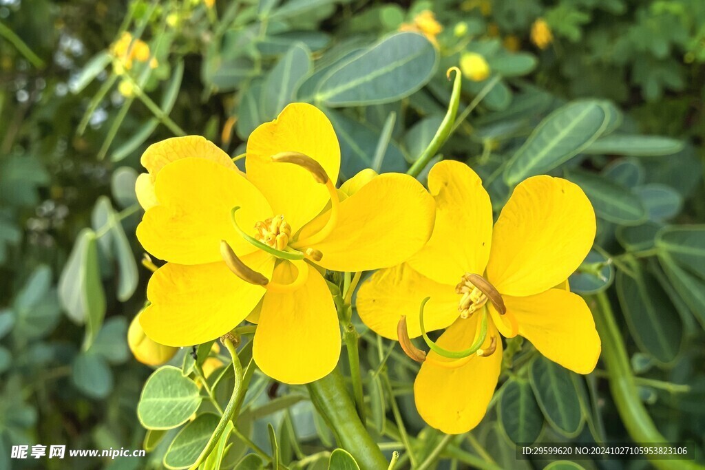 黄槐决明花 