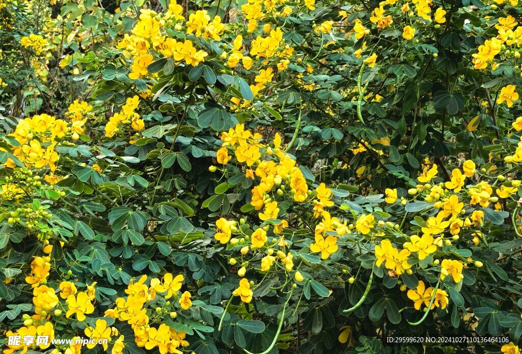  决明子花 