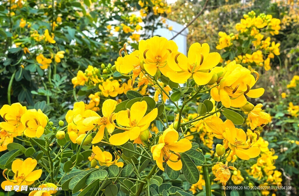  决明子花 
