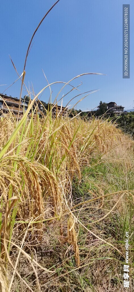 梯田  