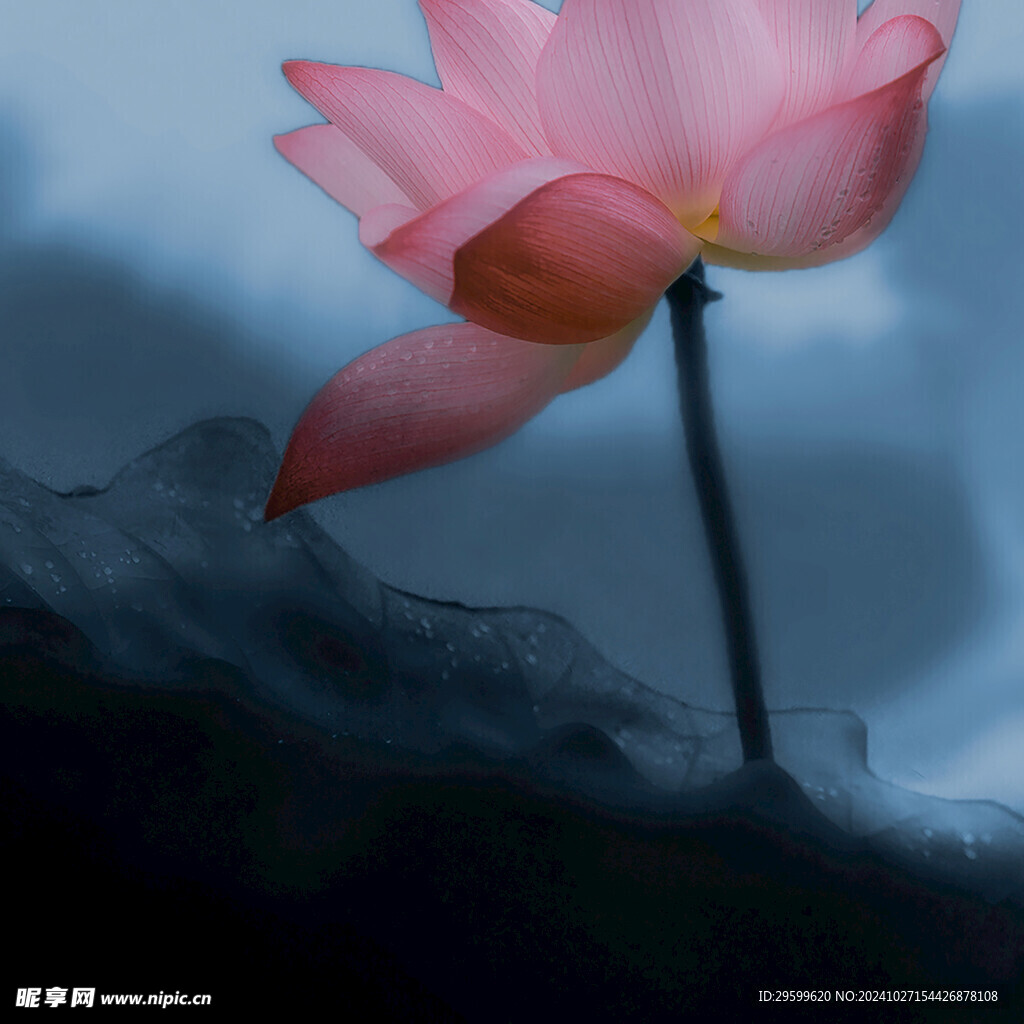 荷花 
