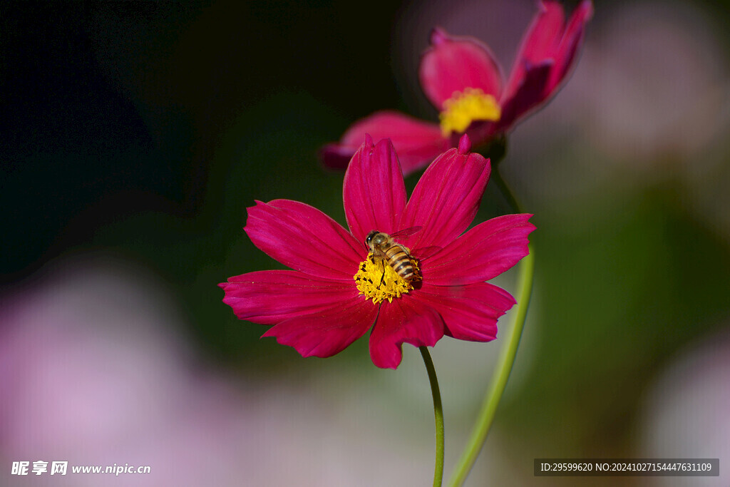 格桑花  