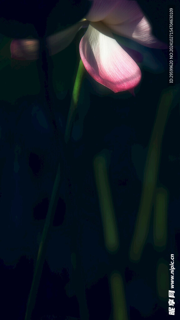 荷花  