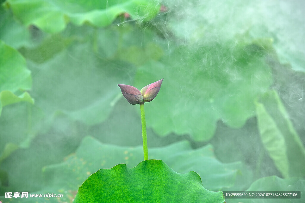 荷花  