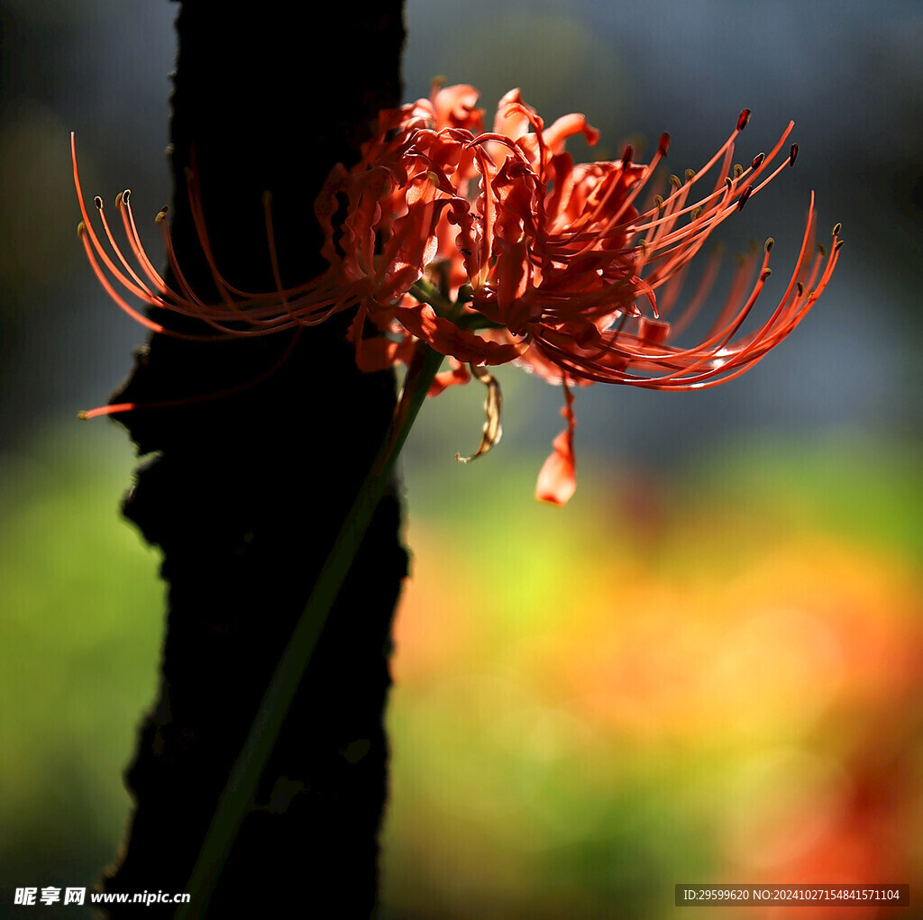 彼岸花  