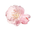 花瓣