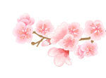花瓣