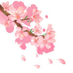 花瓣