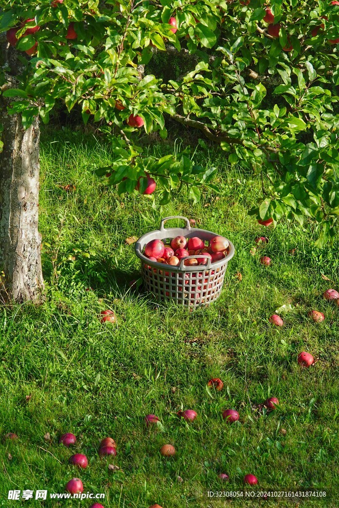 苹果 