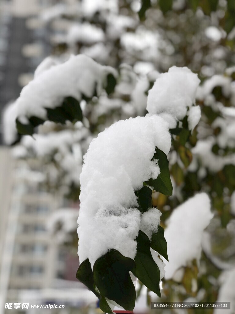 东北的雪