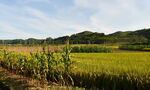 乡村田野