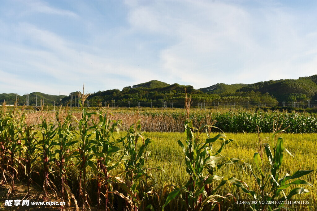 乡村田野