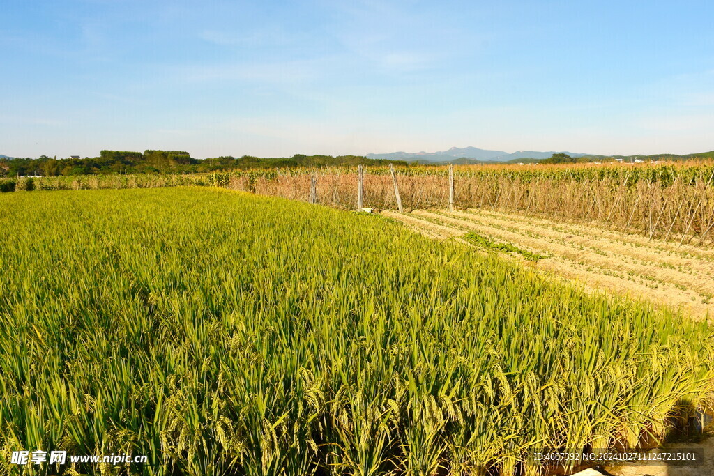 乡村田野