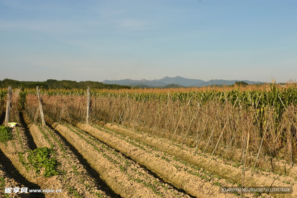 乡村田野