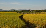 乡村田野