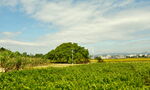 乡村田野