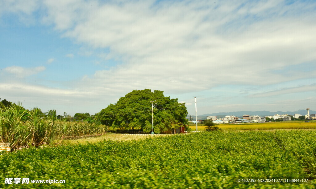 乡村田野