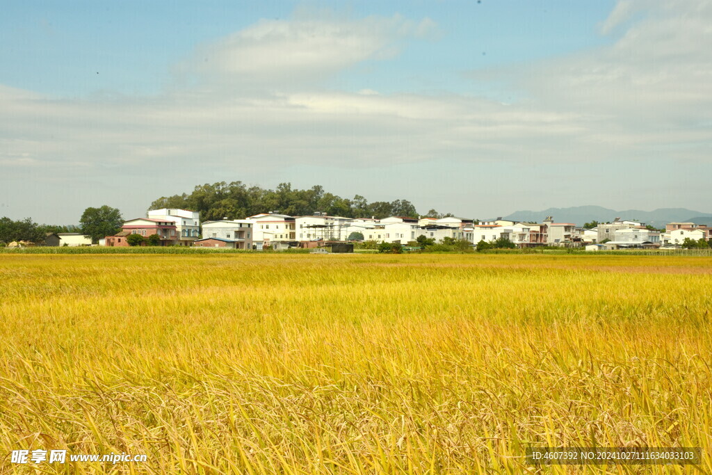 乡村田野